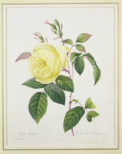 Rosa indica, gravada por Bessin, de &39;Escolha das mais belas flores&39;, 1827